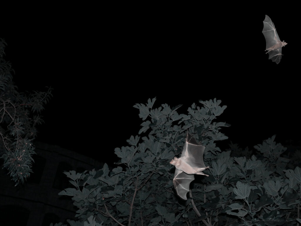 Showing Presence (series)