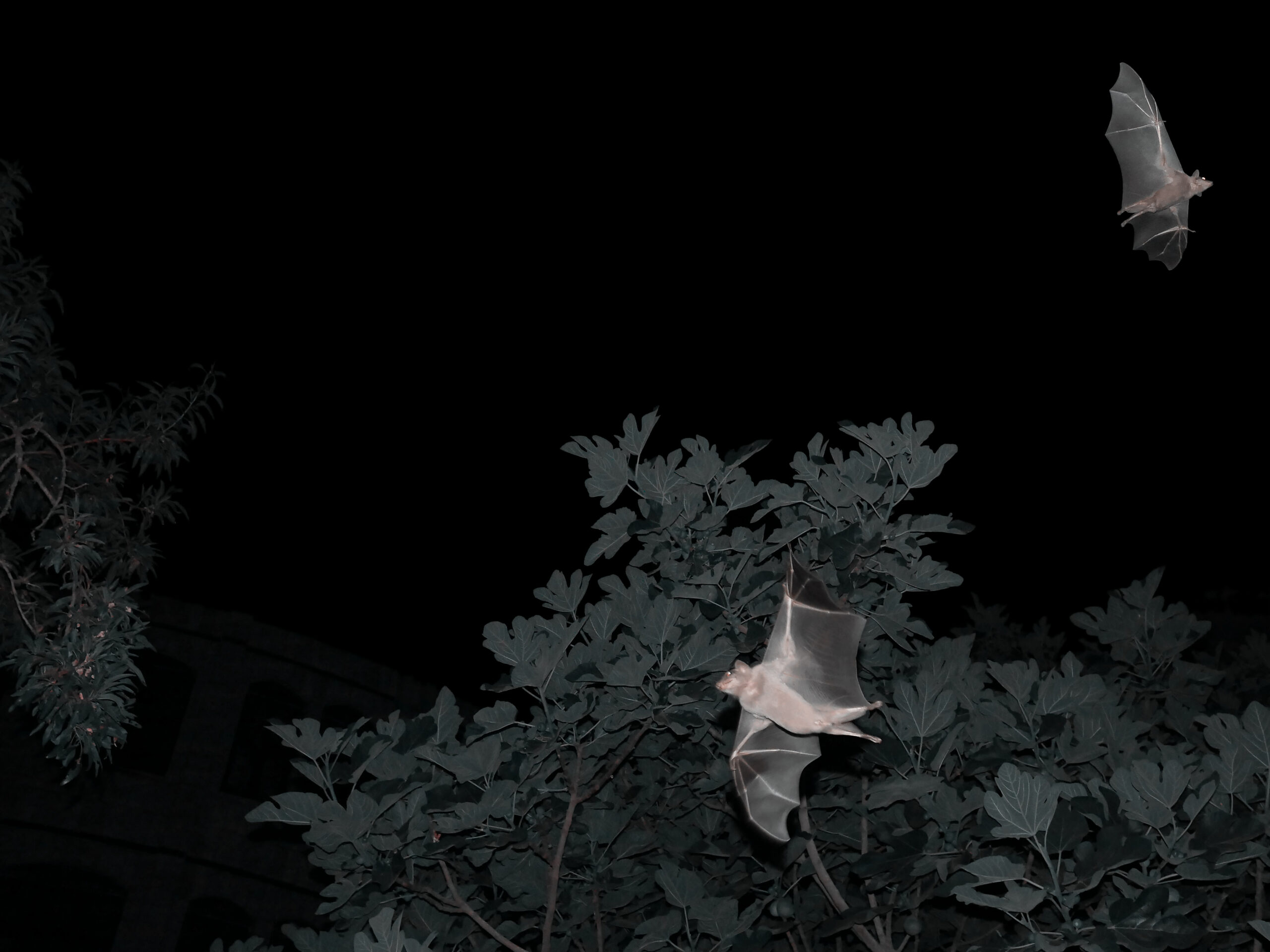 Showing Presence, 2019_Wim Catrysse